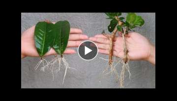 Easy Tips for propagating branches and leaves with sand in plastic bottles