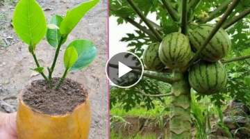 Best Method Graftin Jackfruit Tree With Aloe Vera In Papaya Fruit