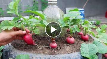 Brilliant idea. Recycling tires to grow Radish for more tubers | Growing Radish from seeds