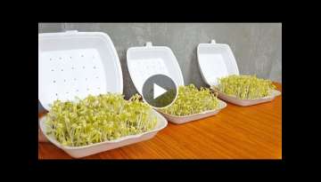 Easy idea, Using Styrofoam Box to Grow Bean Sprouts at Home for Beginners