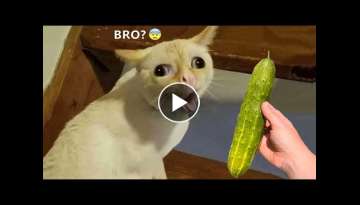 Funniest Animals - Best Of The 2021 Funny Animal Videos #65