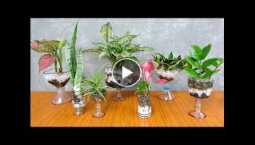 Plant Snake plants in the water | Make beautiful transparent tabletop vase with plastic bottle