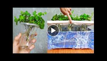 Plant Mint with Plastic Cup Water | Grow Mint from Cuttings for beginners