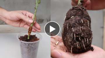 How to propagate roses with banana peels for many roots | Growing roses with bananas