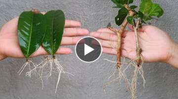 Easy Tips for propagating branches and leaves with sand in plastic bottles