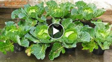 Grow Cabbage from seeds at Home, Tips Easy for Beginners
