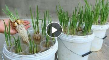 How to grow garlic in water quickly for rooting