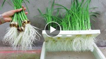 Brilliant ideas | How to grow Water Garlic in Styrofoam Box for beginners