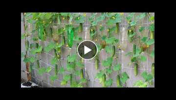 How to grow cucumbers to produce a lot of fruit in soil Bags at home