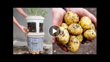 How to grow potatoes in old plastic paint buckets for beginners