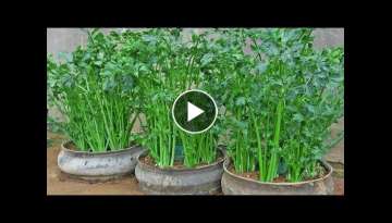 Growing Celery in Recycled Tires, So Easy, But Good For Health