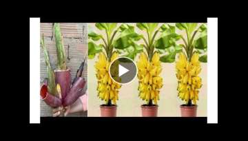 WoW ! Amazing Idea Grafting Jackfruit With Aloe Vera In Banana 