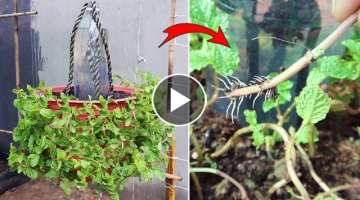 How to Grow mint in pot | Growing mint from cuttings with automatic watering system
