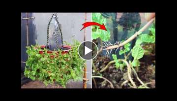 How to Grow mint in pot | Growing mint from cuttings with automatic watering system