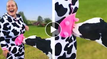 HILARIOUS MOMENT WHEN A CALF MEETS A COW COSTUME