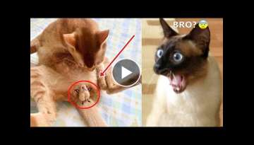 Funniest Animals - Best Of The 2021 Funny Animal Videos #80