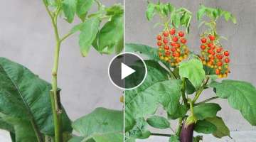 Method of Grafting Tomato plants on Eggplant plants