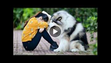 Best Friend - Cute and Funny Animals Videos Compilation