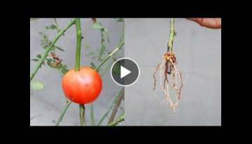 Unique idea: How to propagate roses with tomatoes | Growing rose in tomatoes
