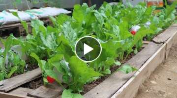 How to grow Spinach in old Pallets for beginners | Growing Spinach from Seeds