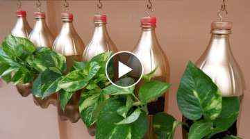 Make Your Extra Wooden Plank into Hanging Planter Using Plastic Bottles with Money Plants